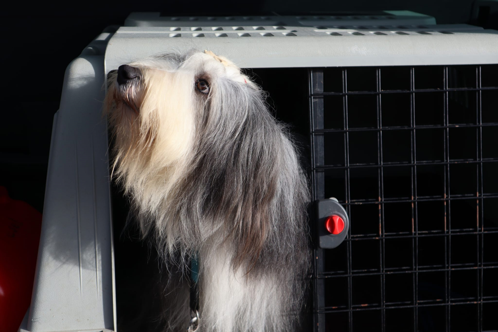 Bearded Collie Würfe